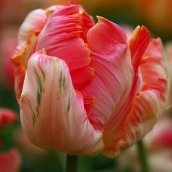 Тюльпан Apricot Parrot 20260220