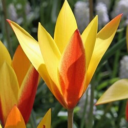 Тюльпан chrysantha Tubergen's Gem 20260258