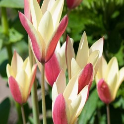 Тюльпан clusiana Cynthia 20260259