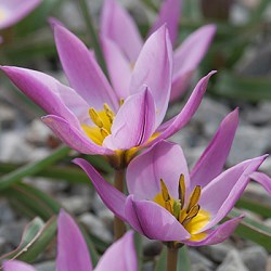 Тюльпан pulchella humilis 20260271