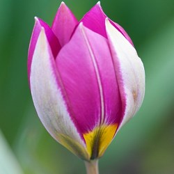 Тюльпан pulchella Persian Pearl 20260272