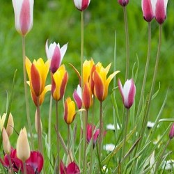 Тюльпан Botanisch/ Botanical Mix 20260278