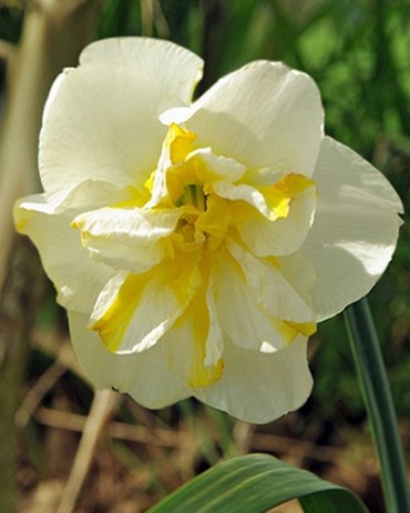 Нарцисс Lemon Beauty 20260333