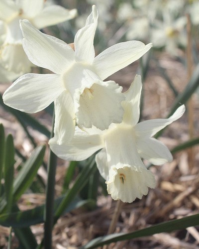 Нарцисс Snow Baby 20260371