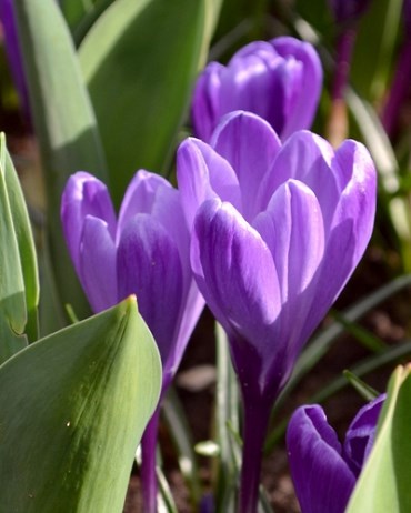 Крокус Flower Record 20260385