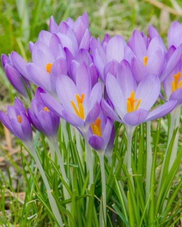 Крокус tommasinianus Whitewell Purple 20260407
