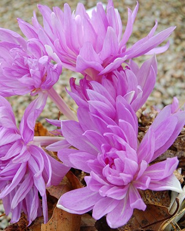 Колхикум Waterlily 20260417