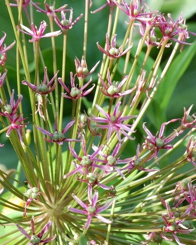Лук декоративный Toabago (Spider) 20260446