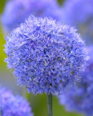 Лук декоративный caeruleum 20260448