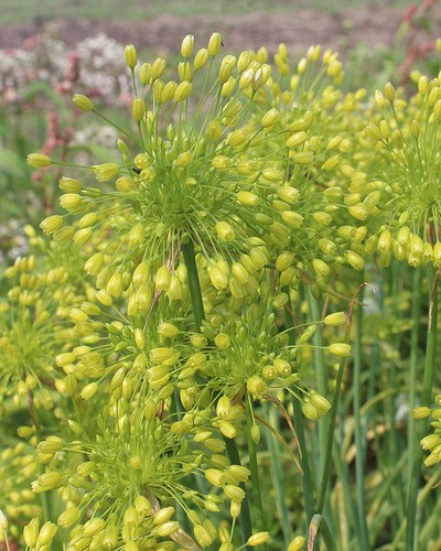 Лук декоративный convallarioides Yellow 20260453