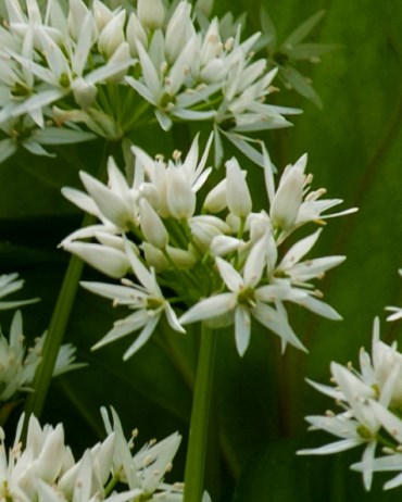 Лук декоративный ursinum 20260465