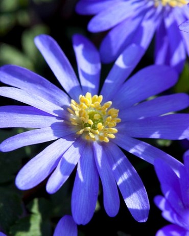 Ветреница blanda Blue Shades 20260467