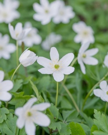 Ветреница nemorosa 20260471
