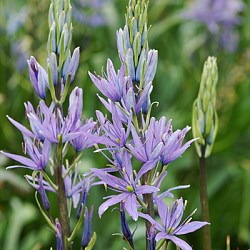 Камассия leichtlinii Caerulea 20260482
