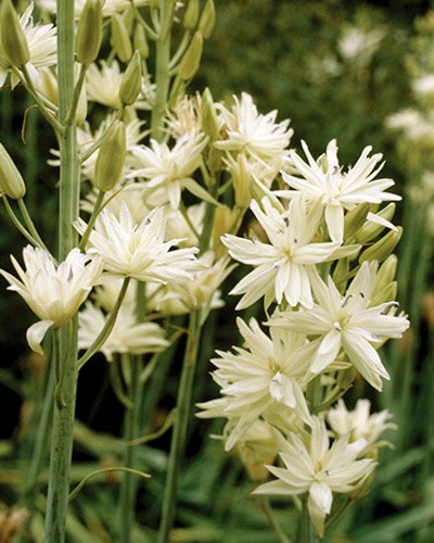 Камассия leichtlinii Semiplena 20260484