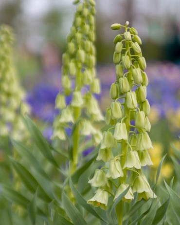 Рябчик persica Ivory Bells 20260509