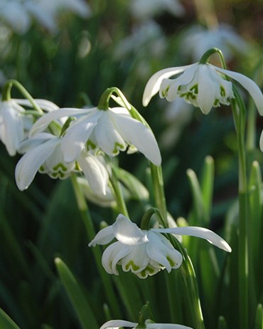 Подснежник nivalis Flore Pleno 20260516