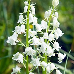Гиацинтоидес hispanica Wit/ White 20260521