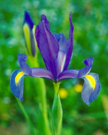 Ирис Blue Magic 20260525