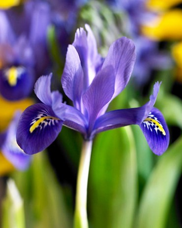Ирис reticulata Harmony 20260535