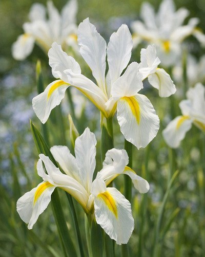 Ирис reticulata Louise 20260537