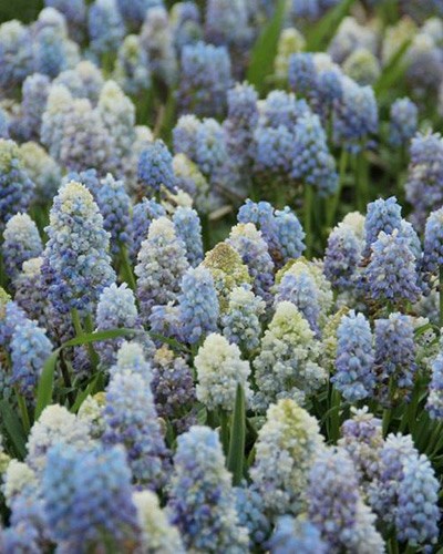 Мускари armeniacum Nature's Beauty 20260542