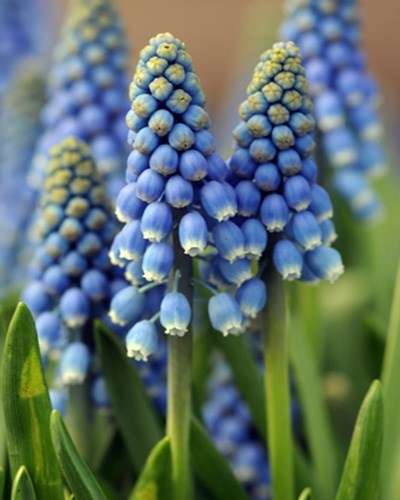 Мускари aucheri Blue Magic 20260545
