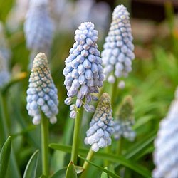 Мускари Babys Breath 20260549