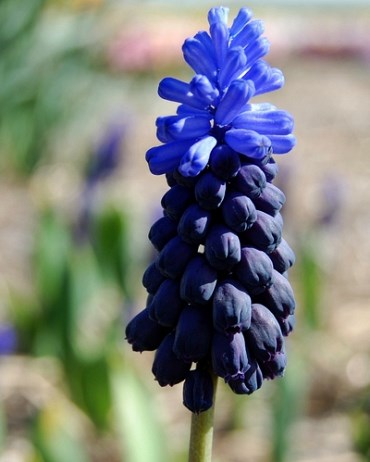 Мускари latifolium 20260555