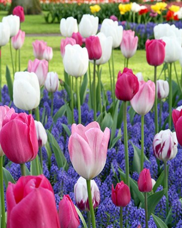 Комбинация Dancing Tulips 20260636