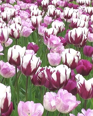 Комбинация Harmony of Purples 20260651