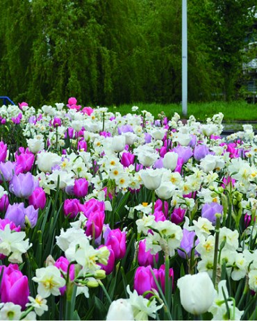 Комбинация Massive Spring 20260662