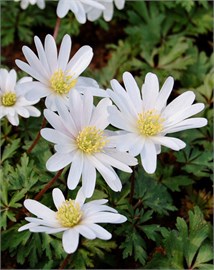 {{photo.Alt || photo.Description || 'Ветреница blanda White Splendour'}}