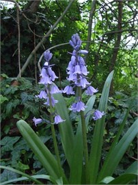 {{photo.Alt || photo.Description || 'Гиацинтоидес hispanica Blauw/ Blue'}}
