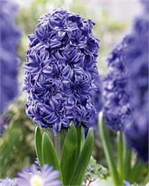 {{photo.Alt || photo.Description || 'Гиацинт Double Blauw / Blue'}}
