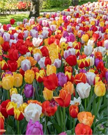{{photo.Alt || photo.Description || 'Комбинация All Colours'}}