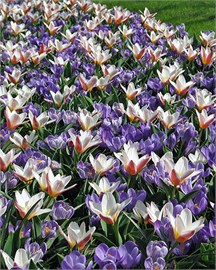 {{photo.Alt || photo.Description || 'Комбинация Promise of Spring'}}