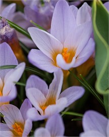 {{photo.Alt || photo.Description || 'Крокус sp. etruscus Rosalind'}}