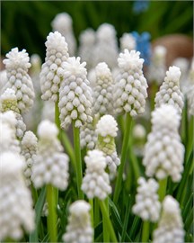 {{photo.Alt || photo.Description || 'Мускари aucheri White Magic'}}