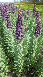{{photo.Alt || photo.Description || 'Рябчик persica Purple Favorite'}}