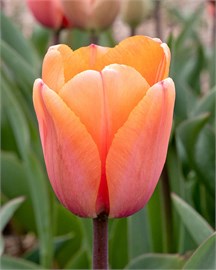 {{photo.Alt || photo.Description || 'Тюльпан Apricot Impression'}}