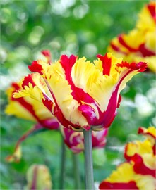 {{photo.Alt || photo.Description || 'Тюльпан Texas Flame'}}