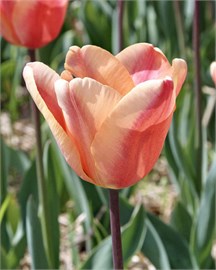 {{photo.Alt || photo.Description || 'Тюльпан Apricot Foxx'}}
