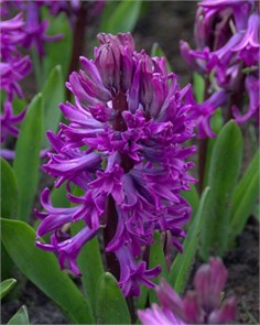 {{photo.Alt || photo.Description || 'Гиацинт Purple Sensation'}}