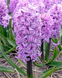 {{photo.Alt || photo.Description || 'Гиацинт Purple Voice'}}