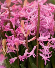 {{photo.Alt || photo.Description || 'Гиацинт Multiflora Roze / Pink'}}
