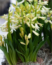 {{photo.Alt || photo.Description || 'Гиацинт Multiflora Wit / White'}}