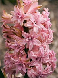 {{photo.Alt || photo.Description || 'Гиацинт Double Roze / Pink'}}