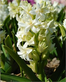 {{photo.Alt || photo.Description || 'Гиацинт Double Wit / White'}}