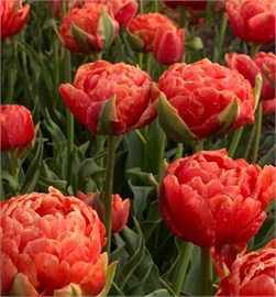 {{photo.Alt || photo.Description || 'Тюльпан Orange Flavour'}}